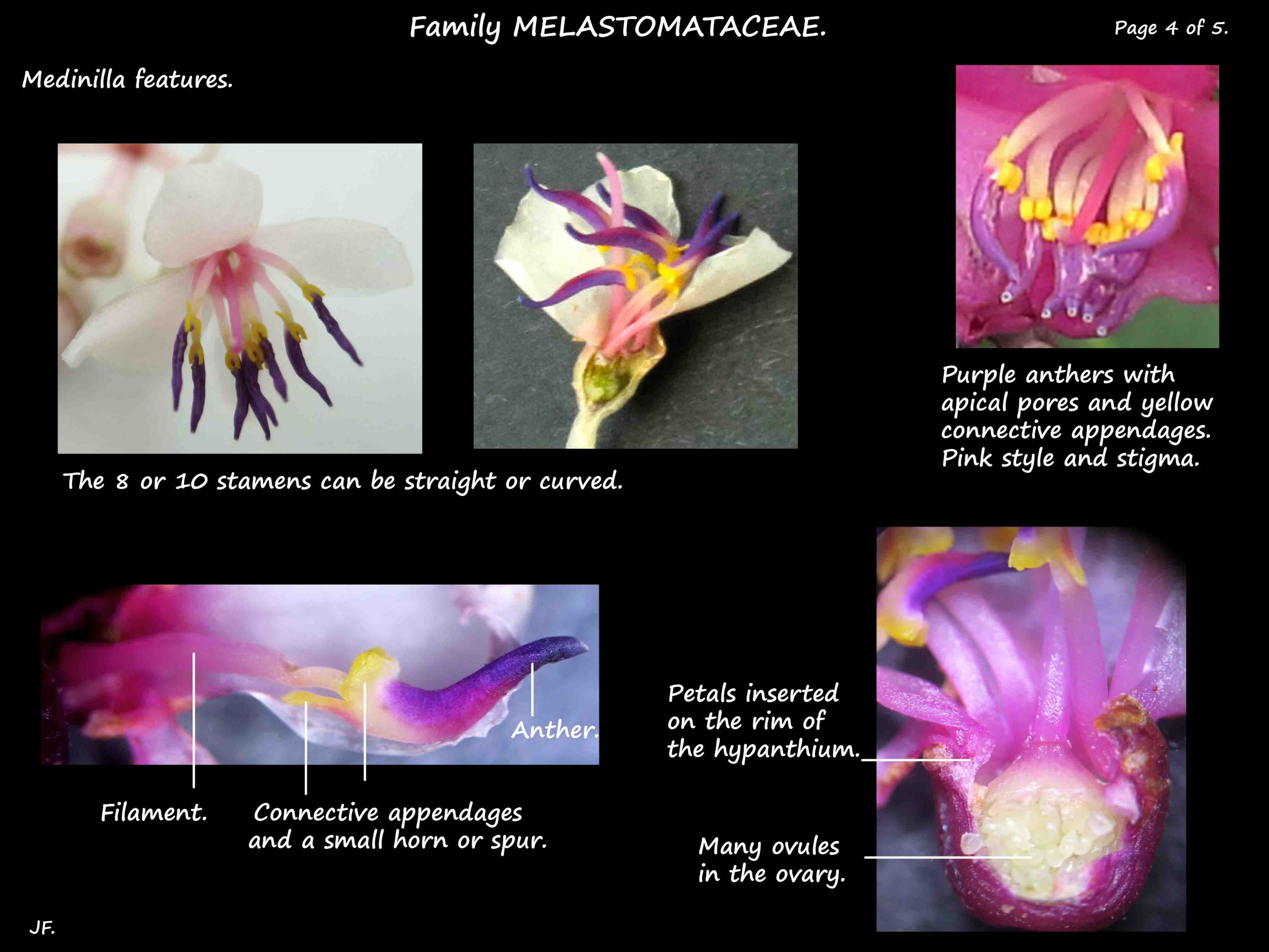 4 Medinilla stamens & ovary